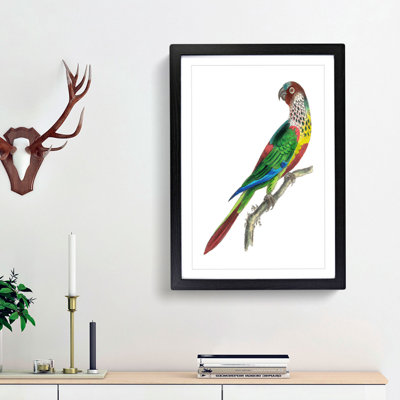 Parakeet by George Shaw - Framed Print