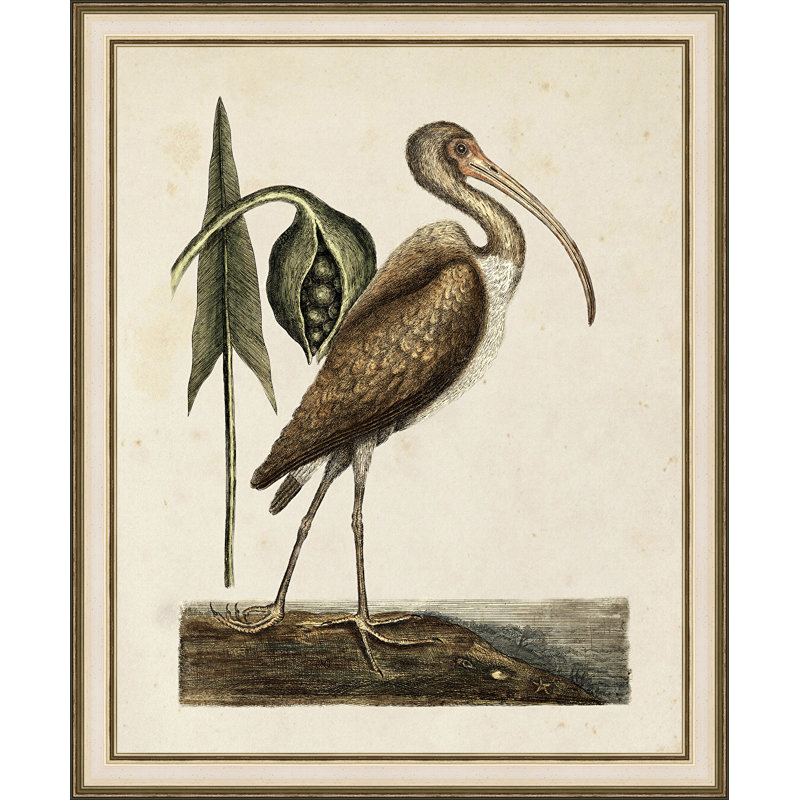 « catesby sea oiseau », reproduction d’art sur toile tendue encadrée