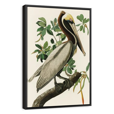 Pélican Audubon