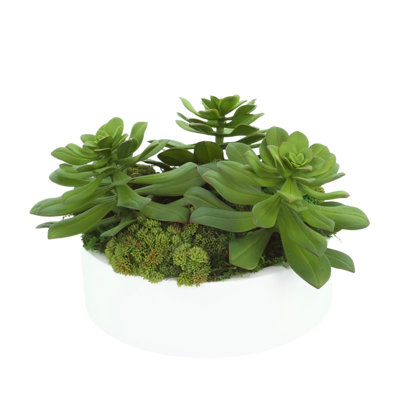 Sedum and Echeveria Arrangement in Fiberstone Planter