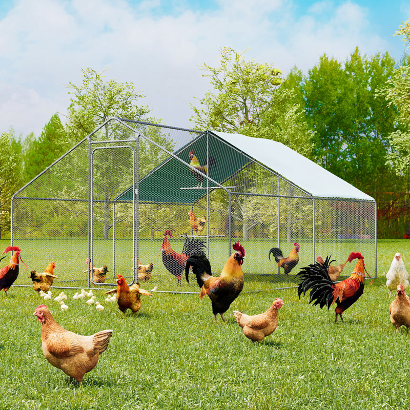 Poulailler de 128 pieds carrés avec couvercle imperméable pour 32 à 42 poulets, H 76,77 po x l 118,11 po x P 157,48 po