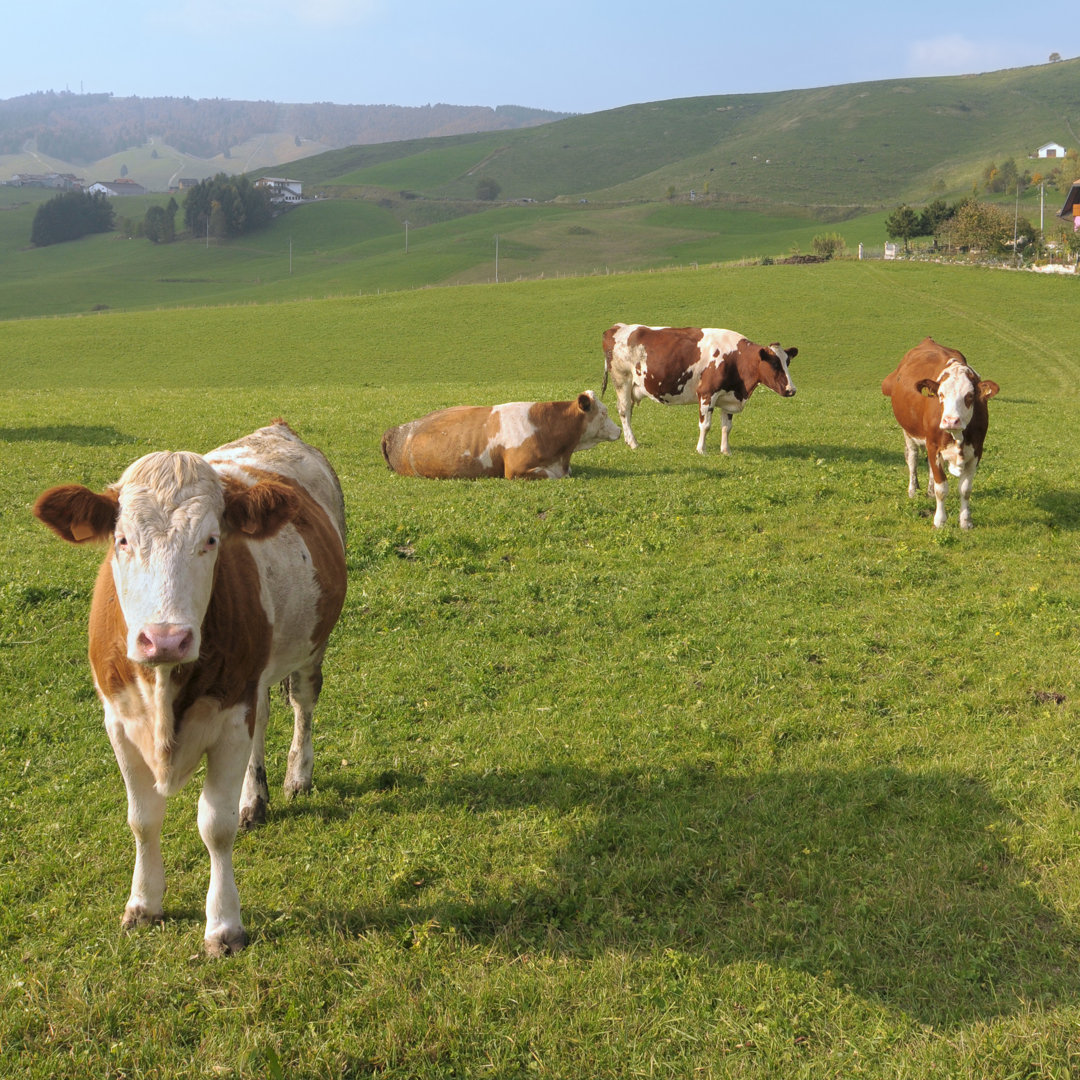 Alpine Graze - Leinwandfoto