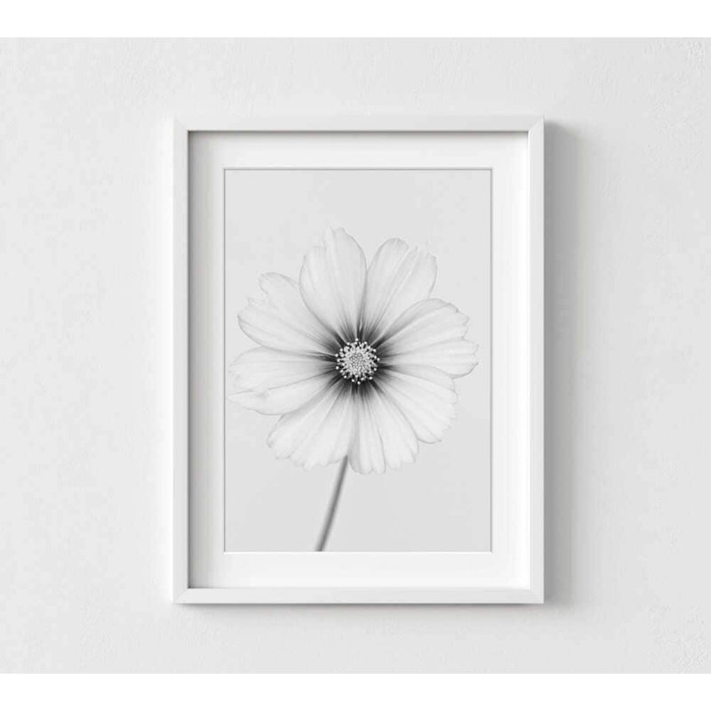 «Quiet Bloom» - Photographie florale en noir et blanc, H 40 po x l 30 po, Impression encadrée avec passe-partout, Noir
