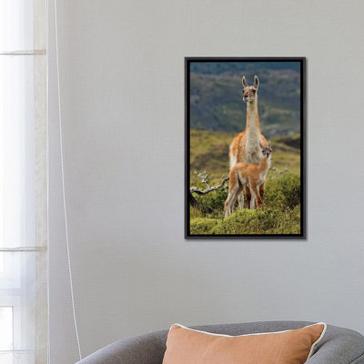 «Guanaco and Baby - par Adam Jones», reproduction de photo