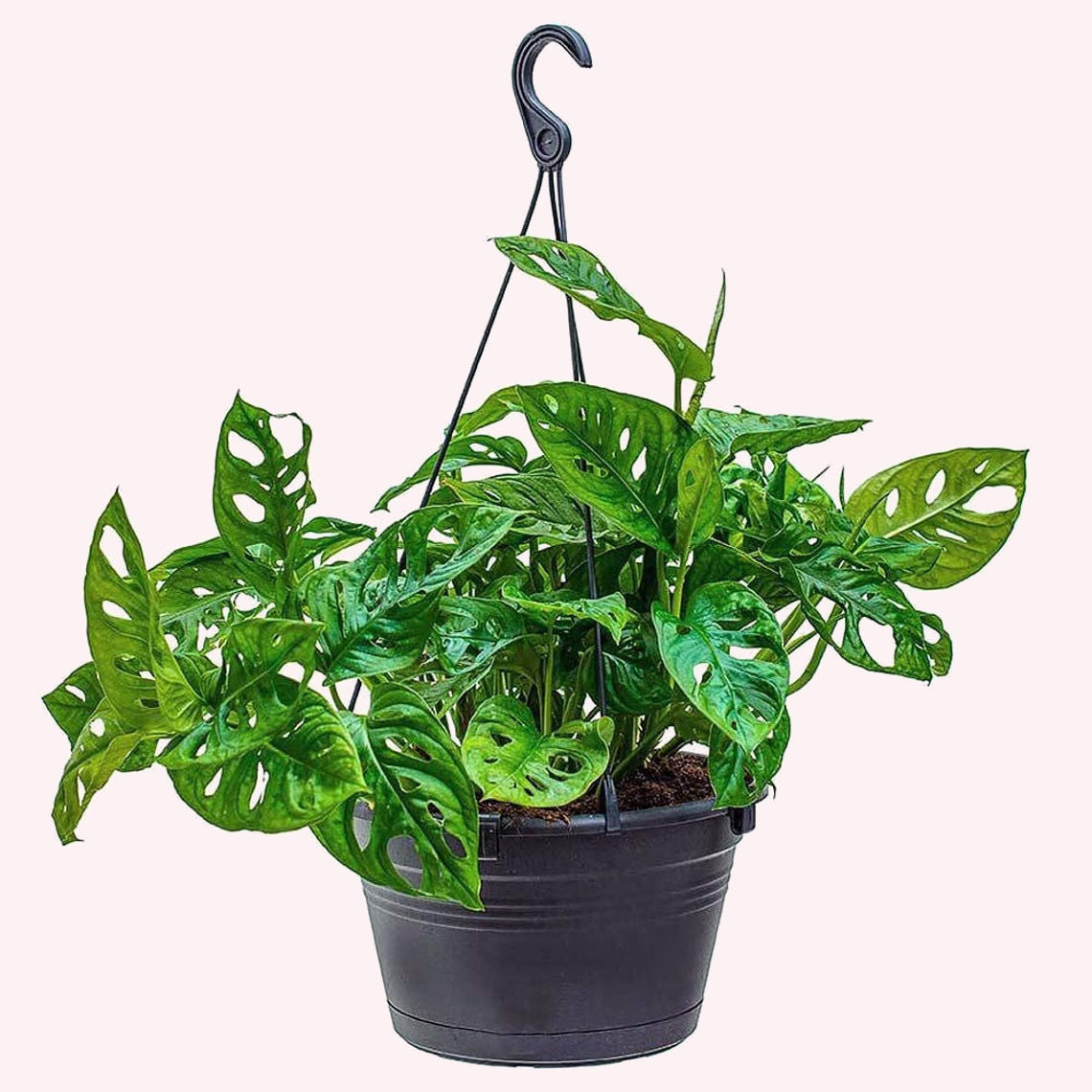 American Plant Exchange Monstera Adansonii Swiss Cheese Hanging Basket