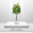 Hand-Made Primrue All Seasons 6'' Artificial Mango Tree