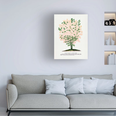 Bolog Botanical Specimen Rochester Purple Fringe Tree Lithograph Canvas Art