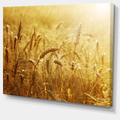 " Golden Wheat Field "