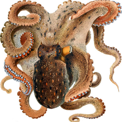 SP13528 Octopus