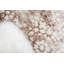 Tapis floral Brandt-124455055-124455044