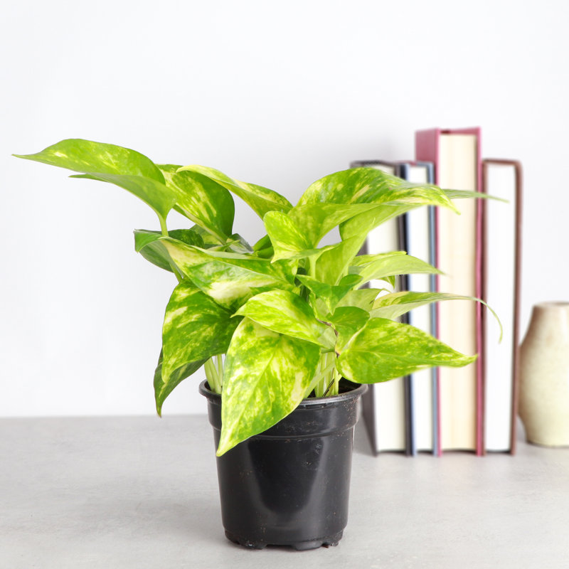 Live Golden Pothos Plant, 6"" H X 4"" W X 4"" D