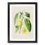 Prune Fruit Illustration - Framed Print-55616314-55616315