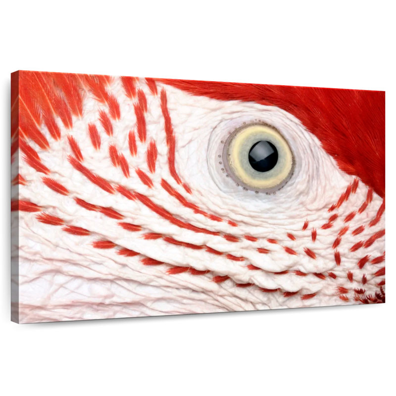 Oeil de perroquet Ara Brampt, H 26 po x l 39 po