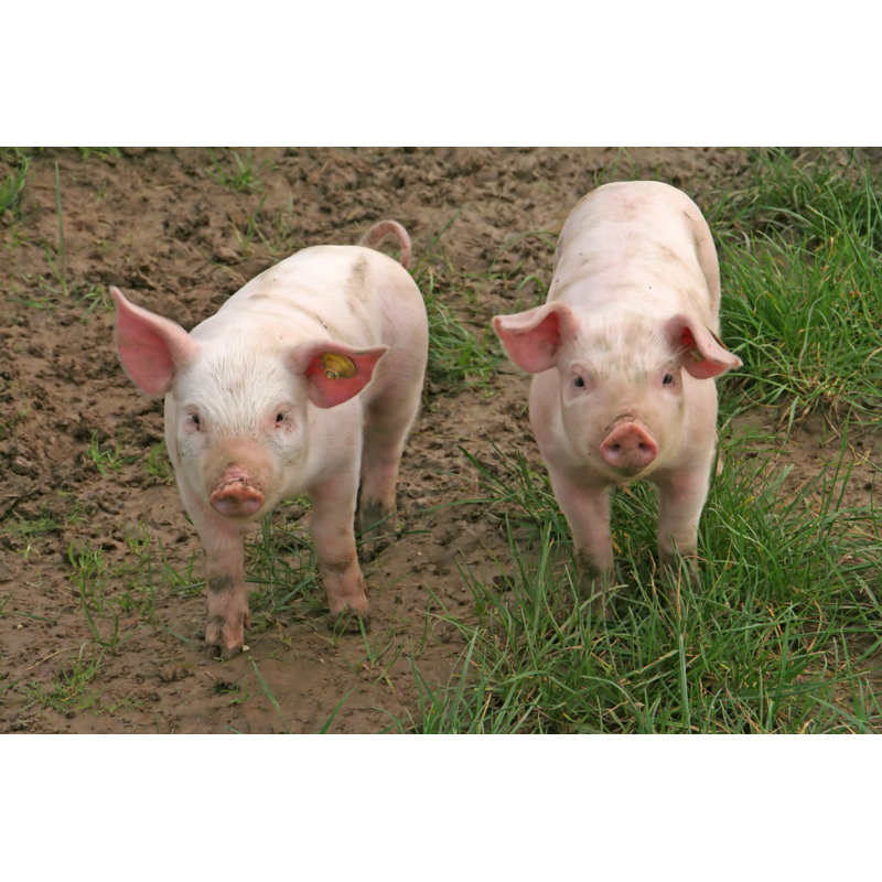 Deux bébés cochons par Lya_Cattel, H 20 po x l 30 po