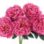 Peony Bunch - Set of 6-1496357770