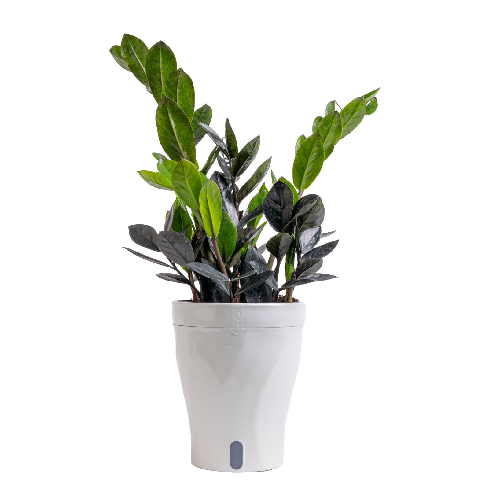 Costa Farms Raven ZZ House Plant in 5-inch Self-Watering Pot
