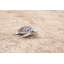 Petite tortue de mer