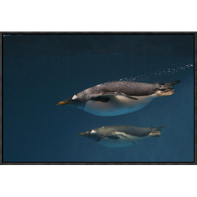 " Gentoo Penguin Pair Swimming Underwater "