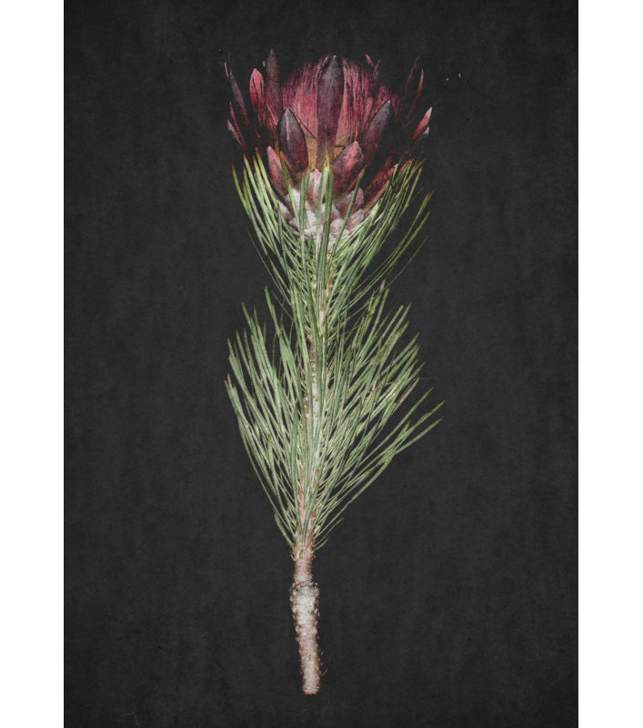 Wrapped Canvas Print, 50.8 cm H x 76.2 cm W
