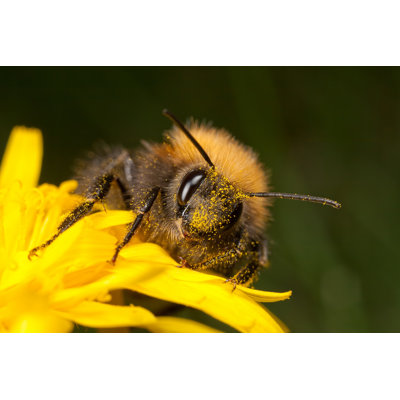 Claudino Bombus Hypnorum par Grandaded