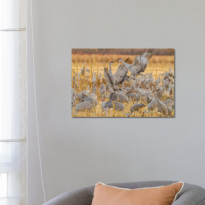 USA, New Mexico, Bosque Del Apache National Wildlife Refuge. Sandhill Cranes Fighting. by Jaynes Gallery - Wrapped Canvas Print