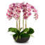 Abella RealTouch Orchid Arrangement-1701834917