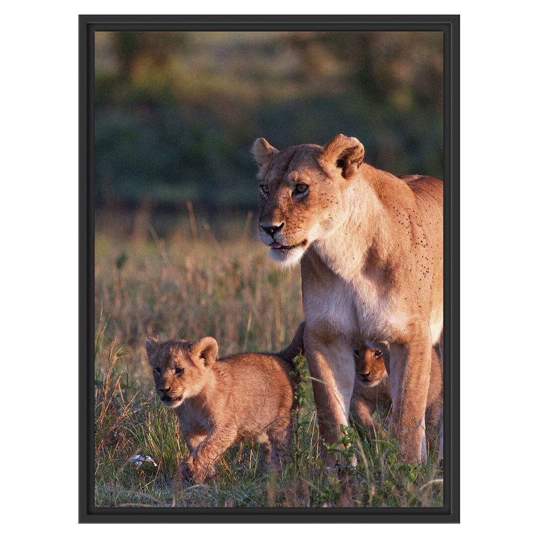 Gerahmtes Wandbild Löwenmutter mit Jungtieren