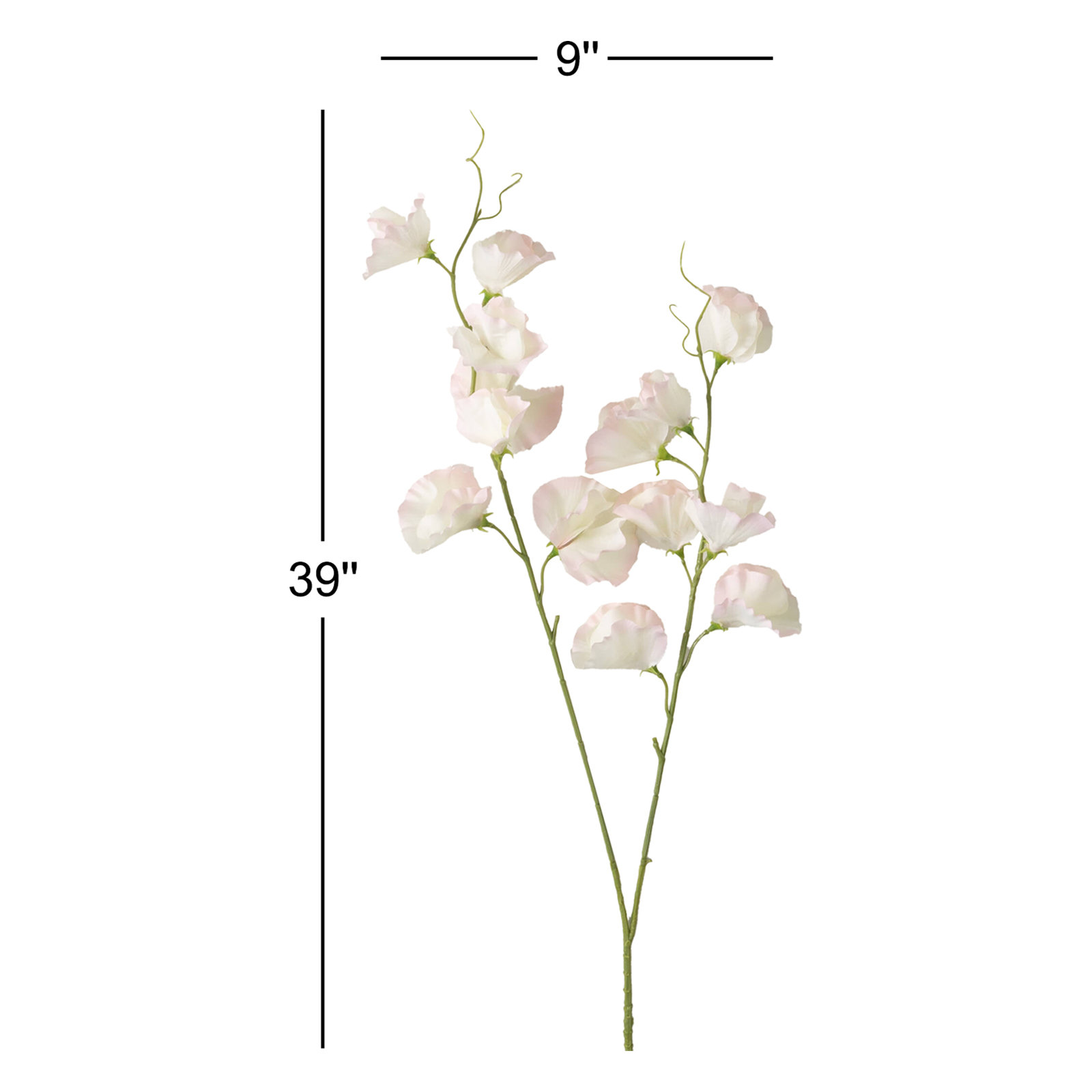 Sweet Pea Stem