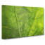 Veins Of A Leaf - Wrapped Canvas-55301052