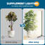 Naomi Grow Light