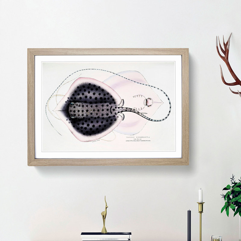 Stingray Illustration by John Edward Gray - Picture Frame Graphic Art Print, 48cm H x 65cm W x 2cm D, Oak Framed