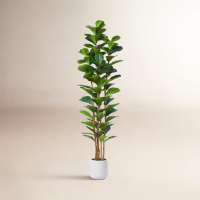 Adarna Fiddle Leaf Fig Tree in Pot