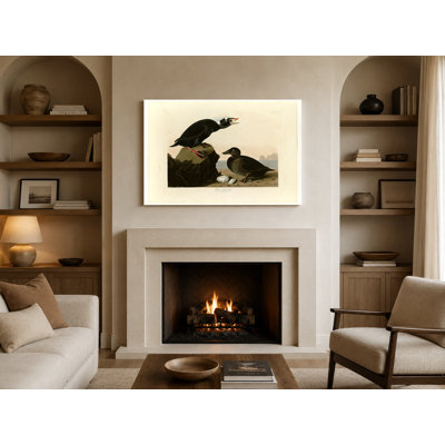 Black or Surf Duck (Plate 317) — Bird Wall Art Canvas