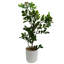 Eucalyptus Arrangement in Pot