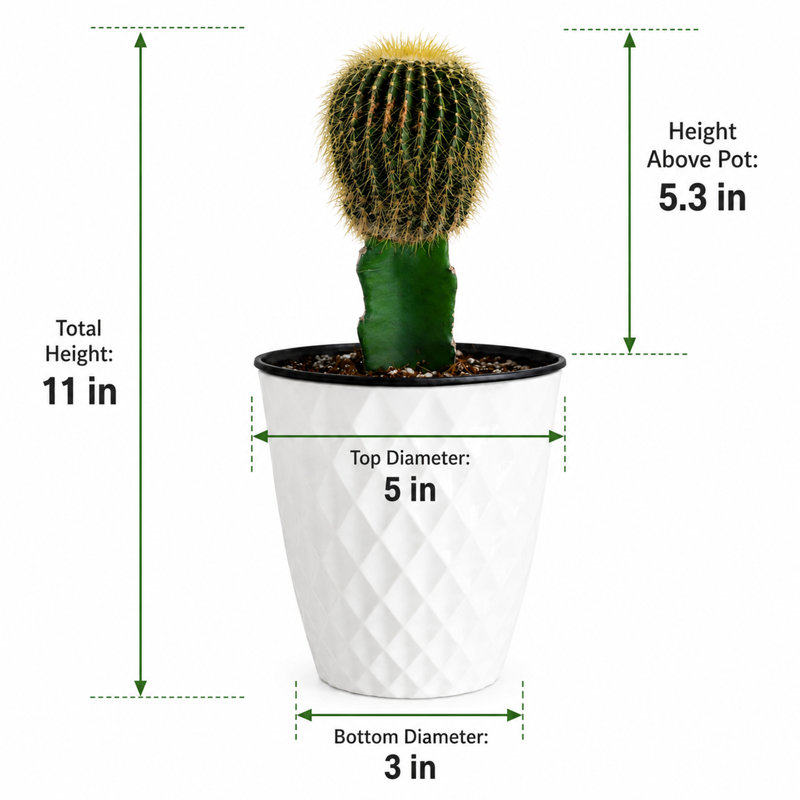 Live Grafted Moon Cactus in Ribbed Décor Pot, 1
