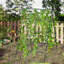Arleine 59'' H x 41'' W Expanding Trellis