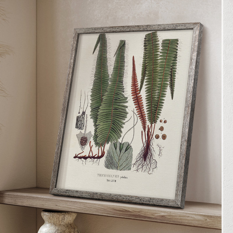 «Botanical Society Ferns IV», reproduction encadrée - bois massif, H 15 po x l 12 po
