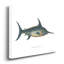« Common Sword-Fish »-reproduction d’art sur toile-1428975476