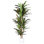 Marazi Dracaena Tree in Pot