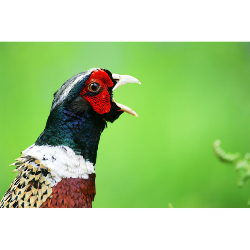 Ringed Necked Pheasant - Wrapped Canvas Print, 81cm H x 122cm W x 3.8cm D