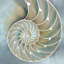 «Nautilus in Blue II», impression sur toile-20927630-73199589-73199594