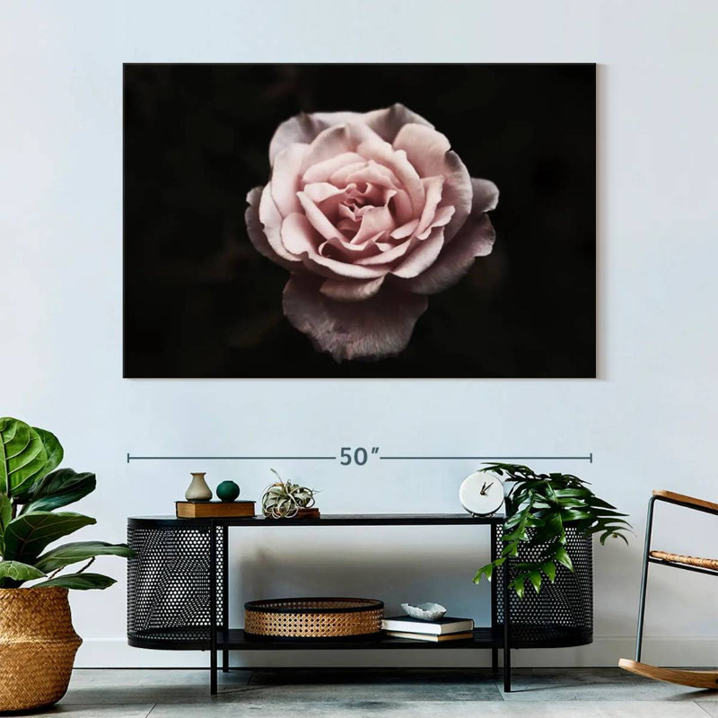 Rose œillet Harnek, H 34 po x l 51 po