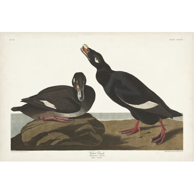Pl 247 velours canard