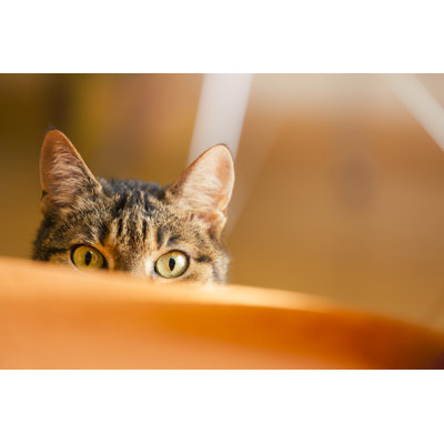 Lurking Cat by Spooh