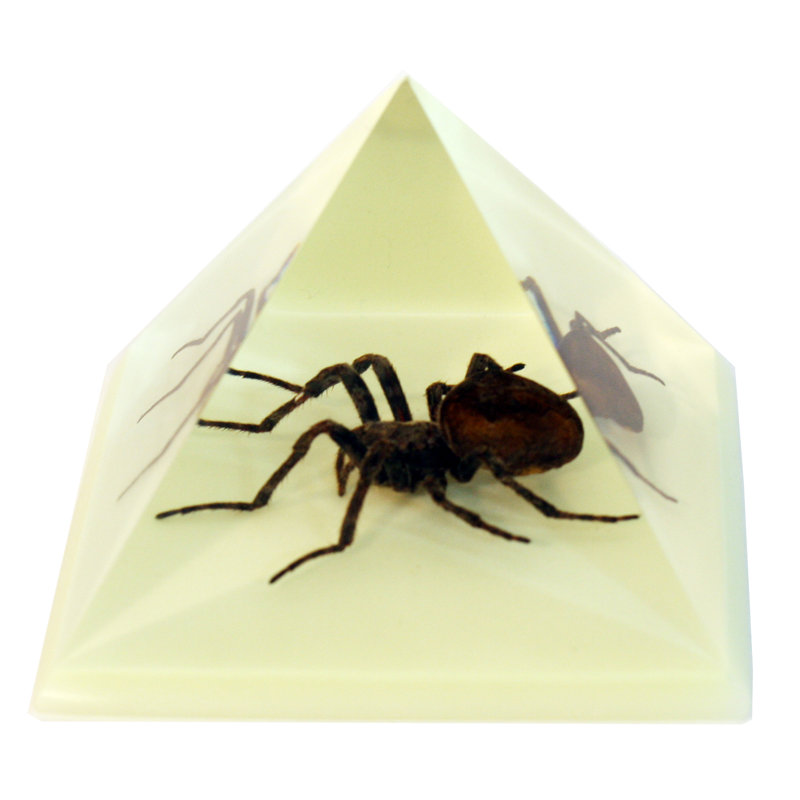 Araignée raminez en noir pyramidale