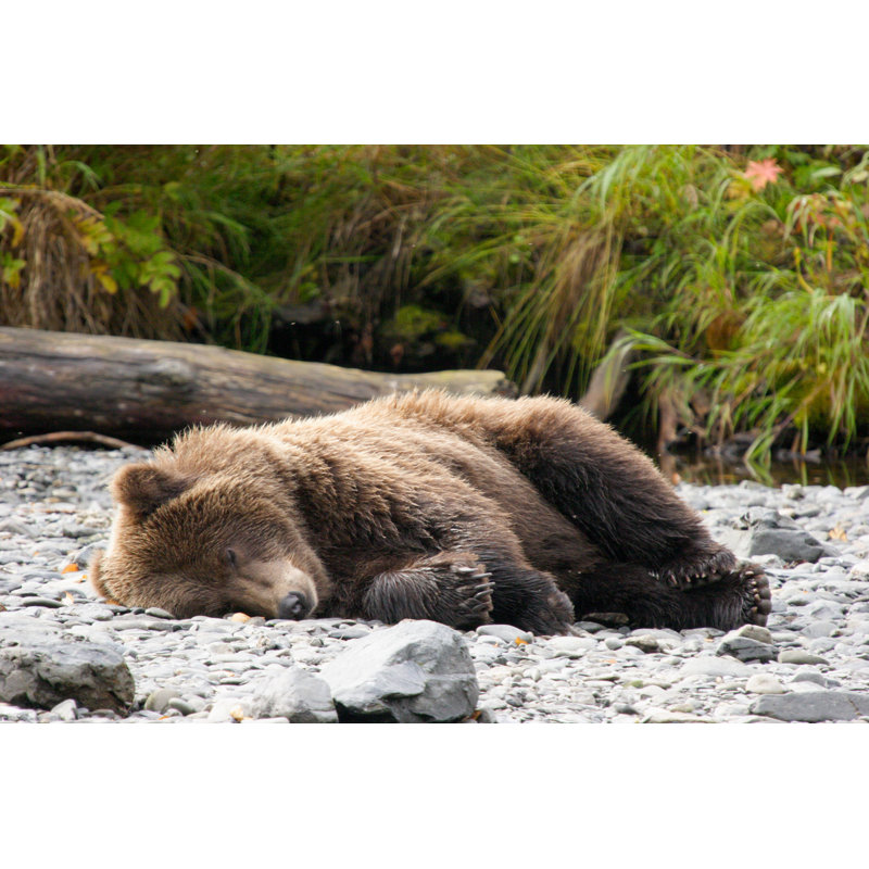 Don't Wake Me Up! «I'm Digesting Salmon», H 8 po x l 12 po x P 1,25 po