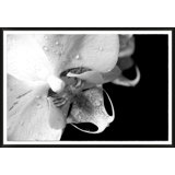 Abstracted Floral 2' Framed Photographic Print on Glass