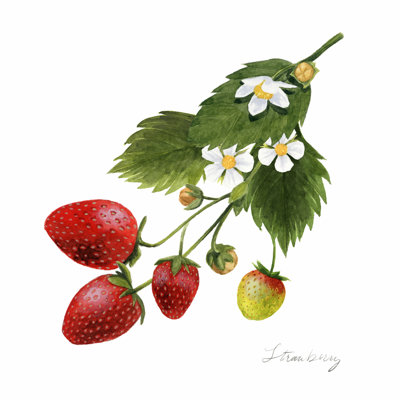 Étude de fraises II