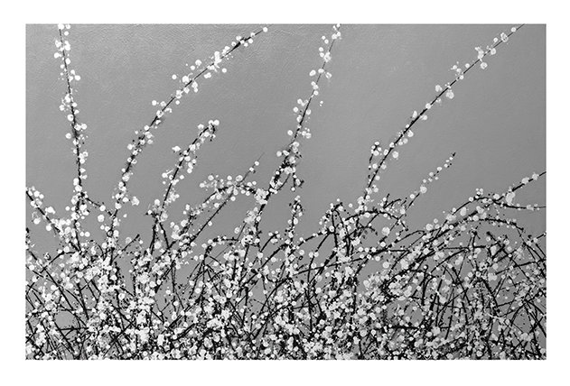 Early Blossom by Simon Fairless - Painting, Paper