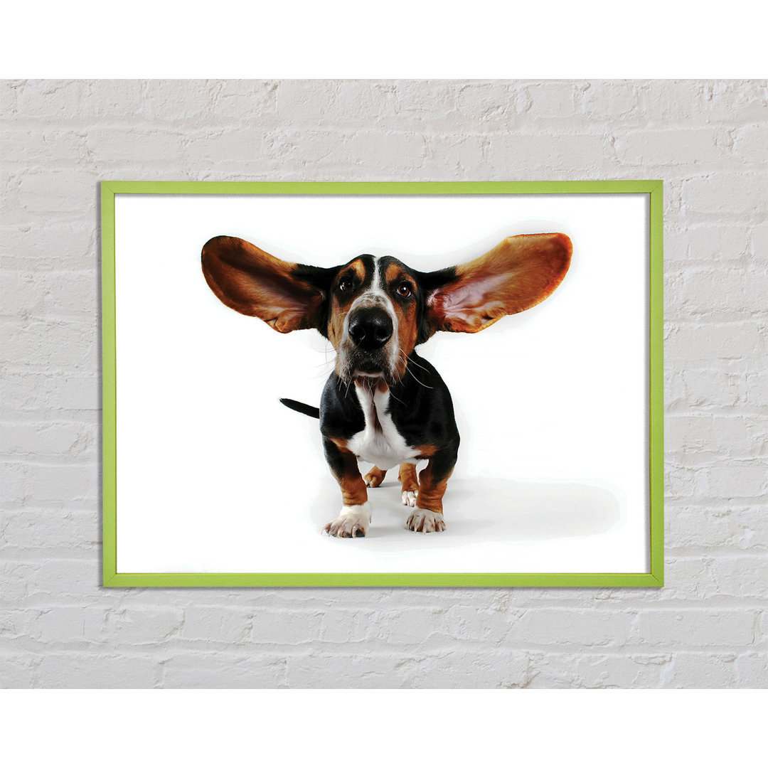 Basset Hound Ohren - Druck